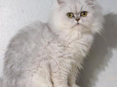 Nixie - Persian - Gallery Photo #1