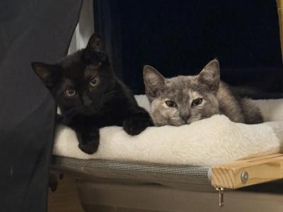Luna And Latto - American Shorthair - Gallery Photo #1