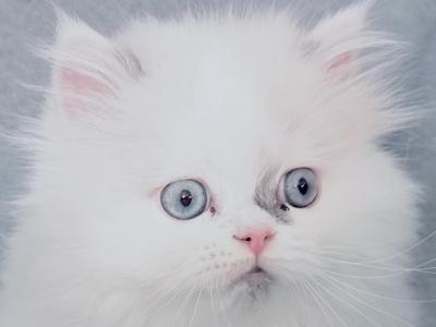 Lilac Bicolor Male CFA Registered - Himalayan - Gallery Photo #1