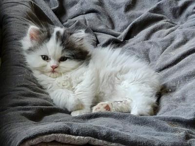Little Puff - Scottish Straight - Gallery Photo #1