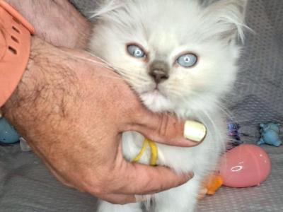 Ragdoll Kitten REDUCED - Ragdoll - Gallery Photo #1