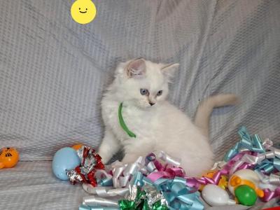 Reduced Ragdoll Baby - Ragdoll - Gallery Photo #1