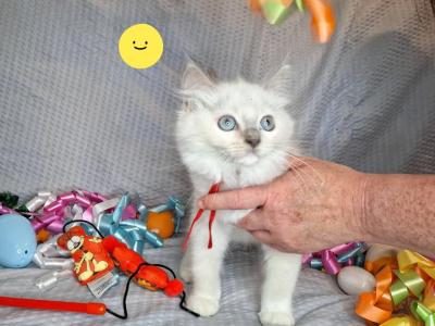 Reduced Ragdoll - Ragdoll - Gallery Photo #1
