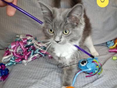 Ragdoll Kitten - Ragdoll - Gallery Photo #1