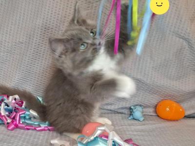 Ragdoll Kitten Lowered - Ragdoll - Gallery Photo #1