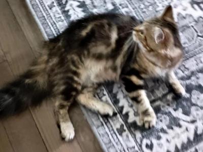 Siberian Kittens By Gerty And Jonsey - Siberian - Gallery Photo #1
