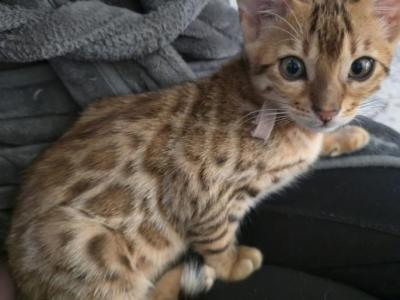Bengal - Bengal - Gallery Photo #1