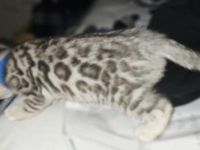 Bengal Boy - Bengal - Gallery Photo #1