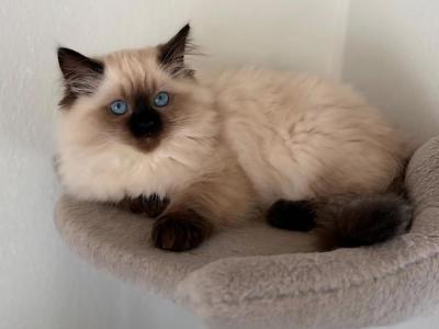 Seal Point Ragdoll Boy - Ragdoll - Gallery Photo #1