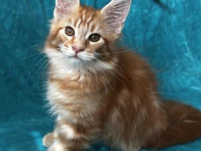 Boy V20 - Maine Coon - Gallery Photo #1