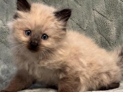 Lucy - Ragdoll - Gallery Photo #1