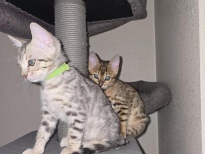 Silver Bengal Boy - Bengal - Gallery Photo #1