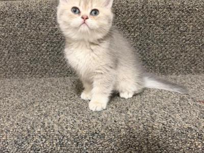 Lily - British Shorthair - Gallery Photo #1