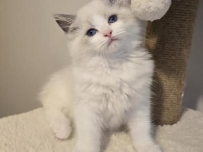 Bicolor Bueatiful Ragdoll - Ragdoll - Gallery Photo #1