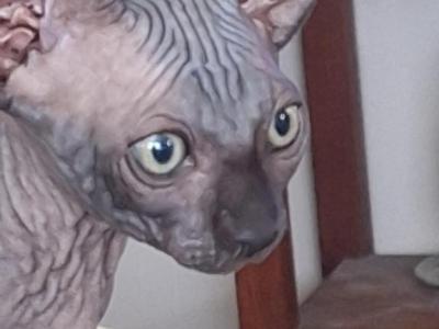 Duke - Sphynx - Gallery Photo #1