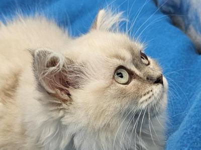 Tizzy Female - Ragamuffin - Gallery Photo #1