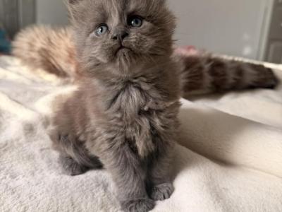 Adorable Blue Smoke Princess - Maine Coon - Gallery Photo #1