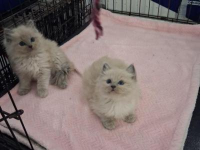 Ragdoll Kittens - Ragdoll - Gallery Photo #1