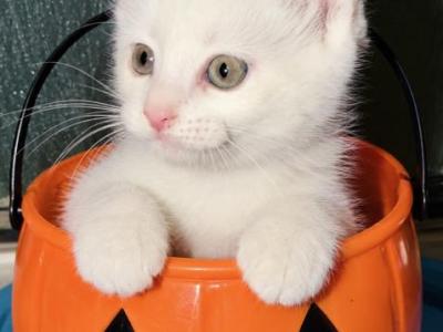 Pip Squeak For Halloween - Maine Coon - Gallery Photo #1