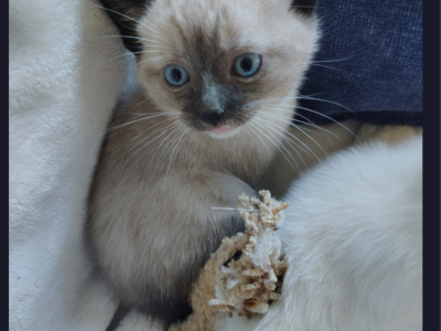 Nilo - Domestic - Gallery Photo #1