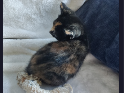 Mimi - Domestic - Gallery Photo #1