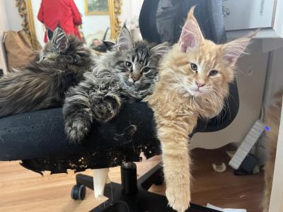 Kiko - Maine Coon - Gallery Photo #1