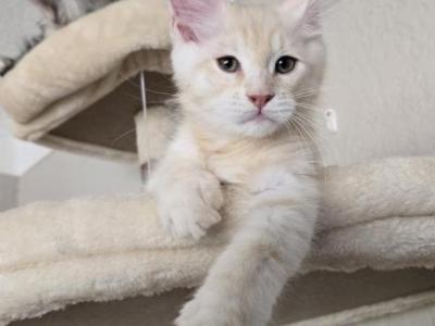 Sadie's Kitten - Maine Coon - Gallery Photo #1