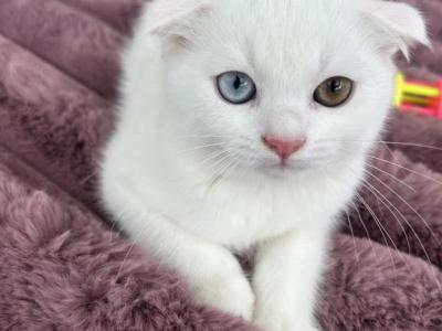 Amazing Beautiful With 2 Different Color Eyes - Scottish Fold - Gallery Photo #1