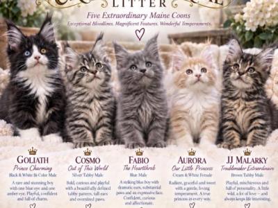 Litter THE CRÈME DE LA CRÈME LITTER - Maine Coon - Gallery Photo #1
