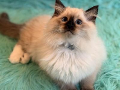 Male Ragdoll - Ragdoll - Gallery Photo #1