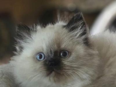 Himalayan - Himalayan - Gallery Photo #1