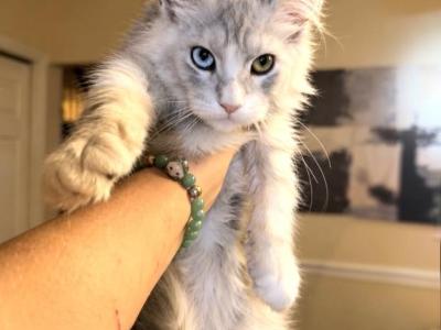 Mercury Odd Eyes Boy - Maine Coon - Gallery Photo #1