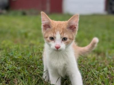 Flower - American Shorthair - Gallery Photo #1