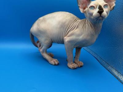 Butter Cup - Sphynx - Gallery Photo #1