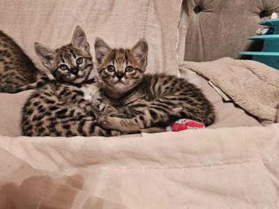 F2 Savannah Kittens - Savannah - Gallery Photo #1