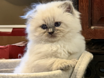 Bonya - Siberian - Gallery Photo #1