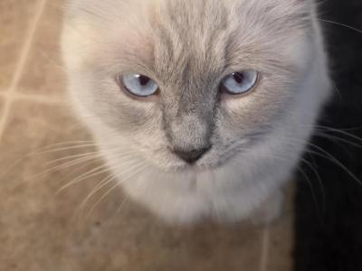 DayDream - Ragdoll - Gallery Photo #1