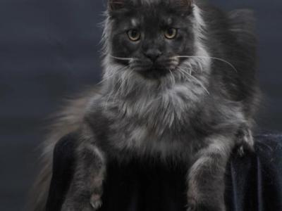 Diamond - Maine Coon - Gallery Photo #1