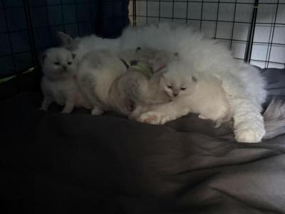 Talk Of The Ton Litter - Ragdoll - Gallery Photo #1