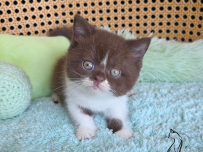 Freddy - British Shorthair - Gallery Photo #1