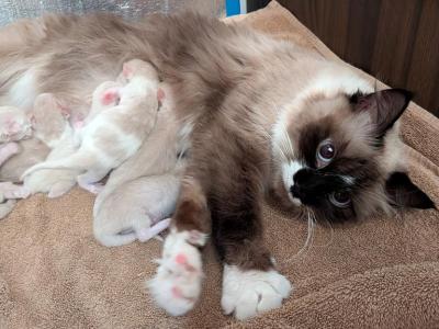 Ragdoll Purebred Maggy May's Litter - Ragdoll - Gallery Photo #1