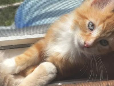 Dorito - Maine Coon - Gallery Photo #1