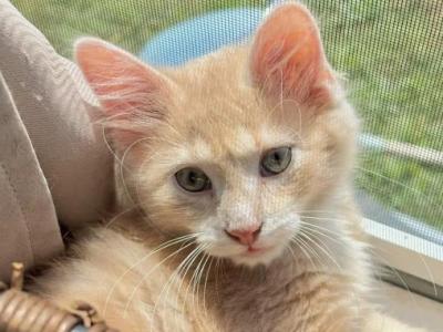 Cheddar - Maine Coon - Gallery Photo #1