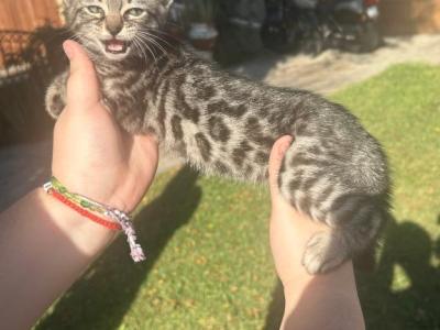 Charcoal And Puma - Bengal - Gallery Photo #1