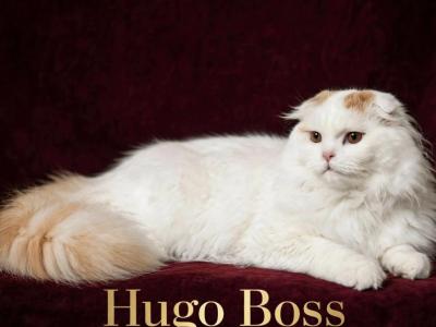 Hugo - Scottish Fold - Gallery Photo #1