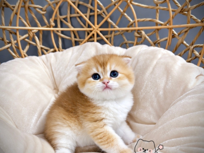 Scottish Folded Straght - Scottish Fold - Gallery Photo #1