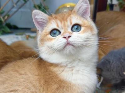 Octavius Gold - British Shorthair - Gallery Photo #1