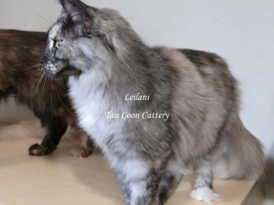 Leilani Black Smoke Tortie - Maine Coon - Gallery Photo #1