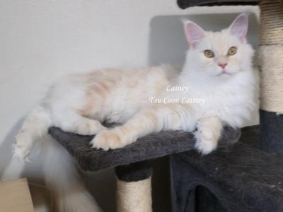 Lainey Red Smoke - Maine Coon - Gallery Photo #1