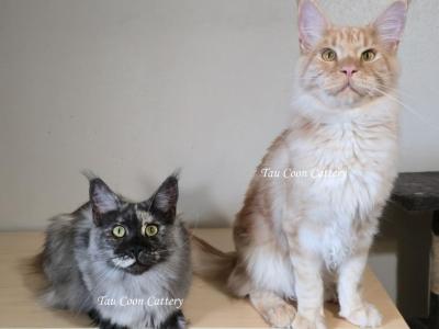 Litter L Also Listed Individually - Maine Coon - Gallery Photo #1